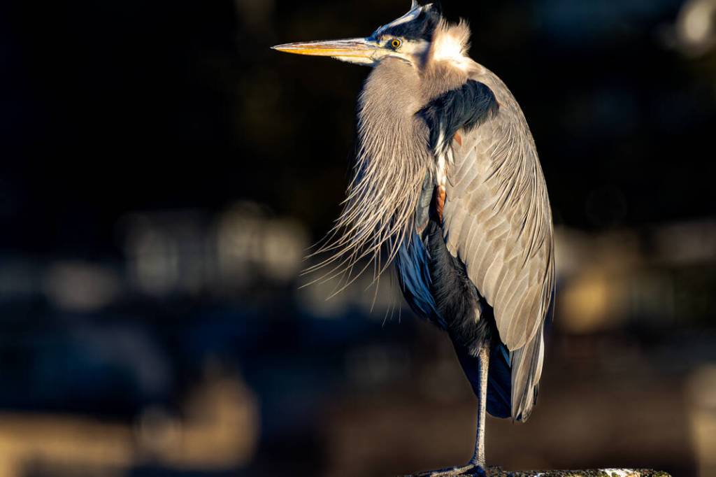 A Great Blue Heron. (Andre Dionne/A.D. Photography/Contributed to Peace Arch News)