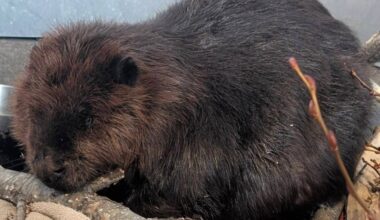The critically injured beaver rescued from Scout Island on Sunday, March 29 in Williams Lake is currently receiving treatment at Northern Lights Wildlife Society in Smithers. (Northern Lights Wildlife Society/Facebook)