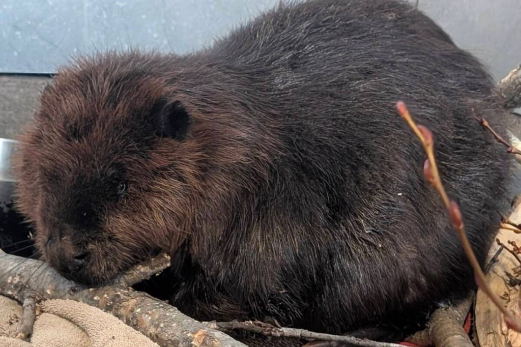 The critically injured beaver rescued from Scout Island on Sunday, March 29 in Williams Lake is currently receiving treatment at Northern Lights Wildlife Society in Smithers. (Northern Lights Wildlife Society/Facebook)