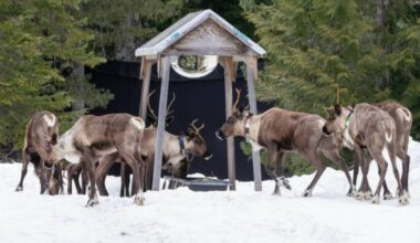 Southern mountain caribou from the Central Selkirks herd staying at the Central Selkirk Caribou Maternity Pen near Nakusp this spring. (Photo courtesy Arrow Lakes Caribou Society)