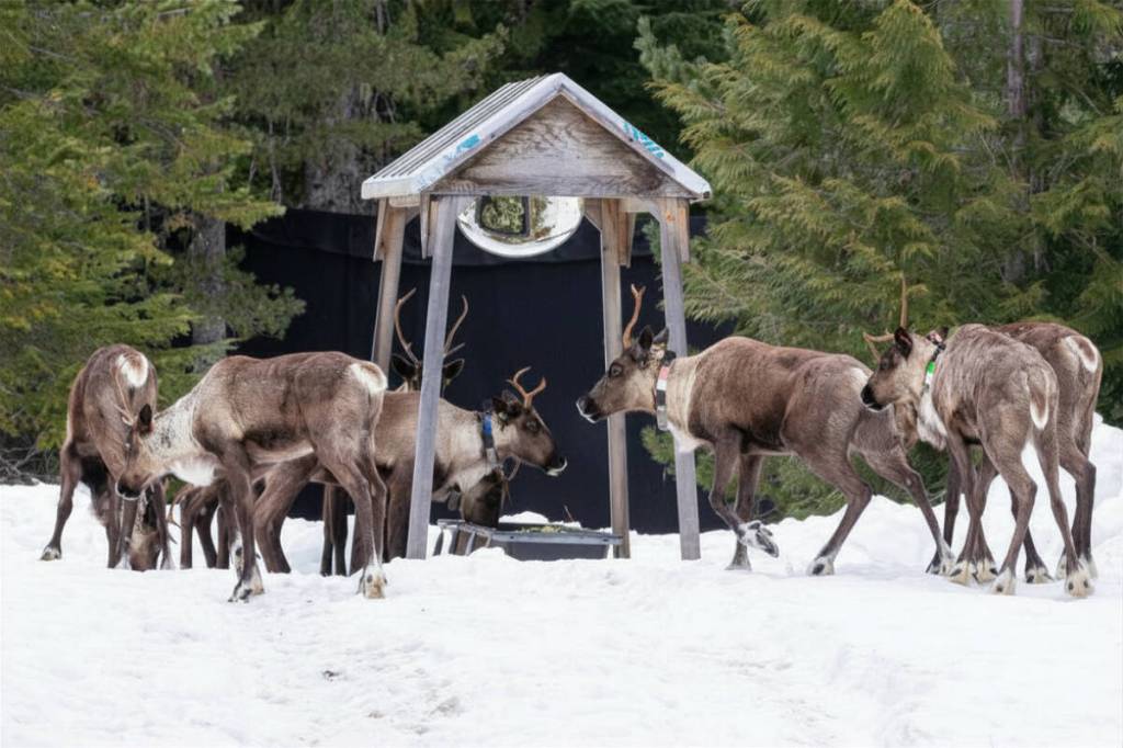 Southern mountain caribou from the Central Selkirks herd staying at the Central Selkirk Caribou Maternity Pen near Nakusp this spring. (Photo courtesy Arrow Lakes Caribou Society)