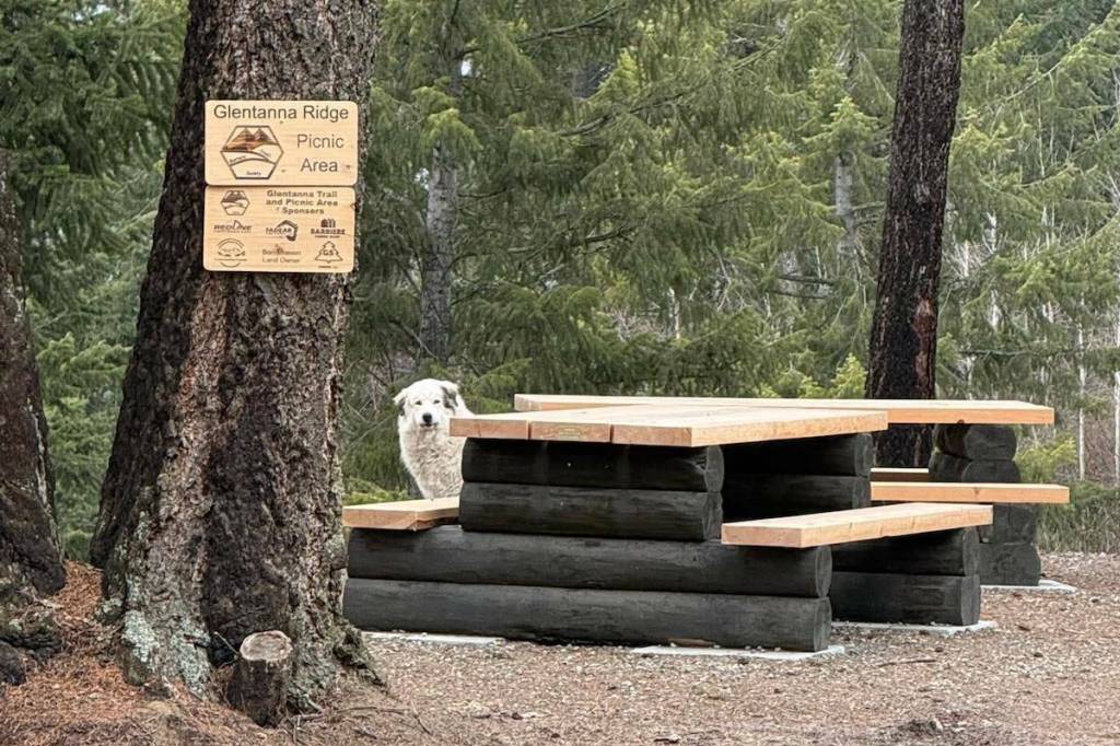 On March 2, 2026, a volunteer with the Clearwater Humane Society posted to the Clearwater Info Board Facebook page with pictures of a Great Pyranees who had been left alone in Barriere. The dog was later named Penny and adopted a couple of weeks later. (Leia/Facebook)