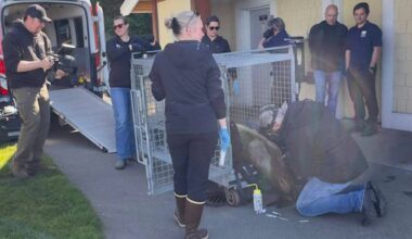 A California sea lion was rescued from the Qualicum Beach waterfront on April 6 and was in rough shape. (Court Brooker photo)