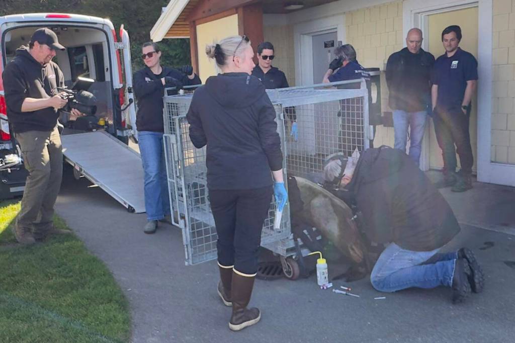 A California sea lion was rescued from the Qualicum Beach waterfront on April 6 and was in rough shape. (Court Brooker photo)