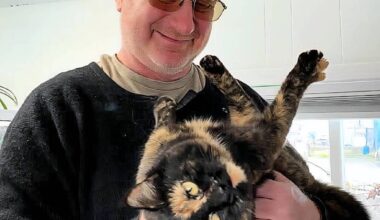 Georgie the cat was reunited with her human Rob Tuttle after being found 30 km from her Campbell River home two months after her disappearance. (Pauline Woods/Contributor)