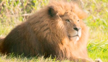 Boomer, an 18-year-old African lion at the Greater Vancouver Zoo in Aldergrove, was euthanized after suffering from end-stage renal disease. (Special to The Star)