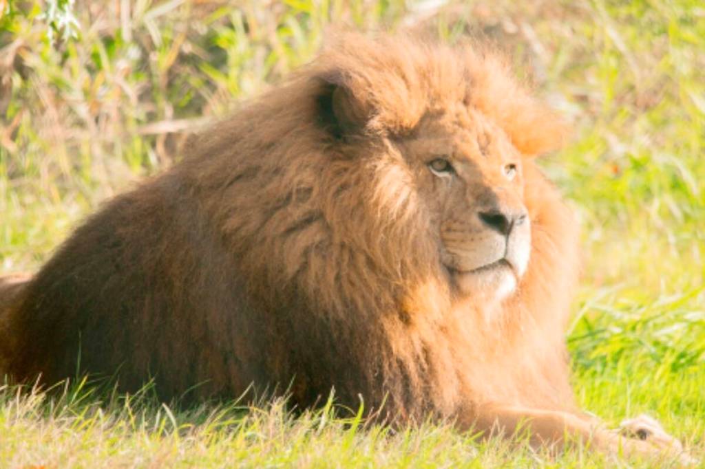 Boomer, an 18-year-old African lion at the Greater Vancouver Zoo in Aldergrove, was euthanized after suffering from end-stage renal disease. (Special to The Star)