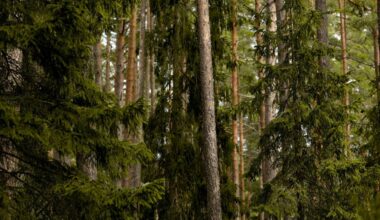 Residents who are concerned about tree preservation need to pressure the city at every turn, this columnist says. (Pexels photo)