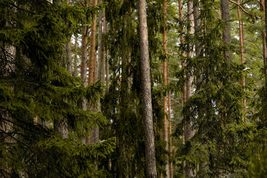 Residents who are concerned about tree preservation need to pressure the city at every turn, this columnist says. (Pexels photo)