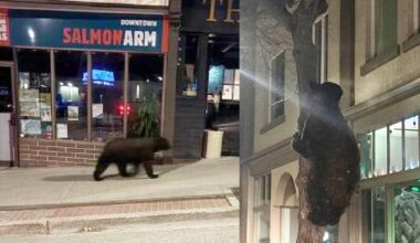 Salmon Arm RCMP spotted this bear roaming the downtown on March 28, 2026. (RCMP photos)