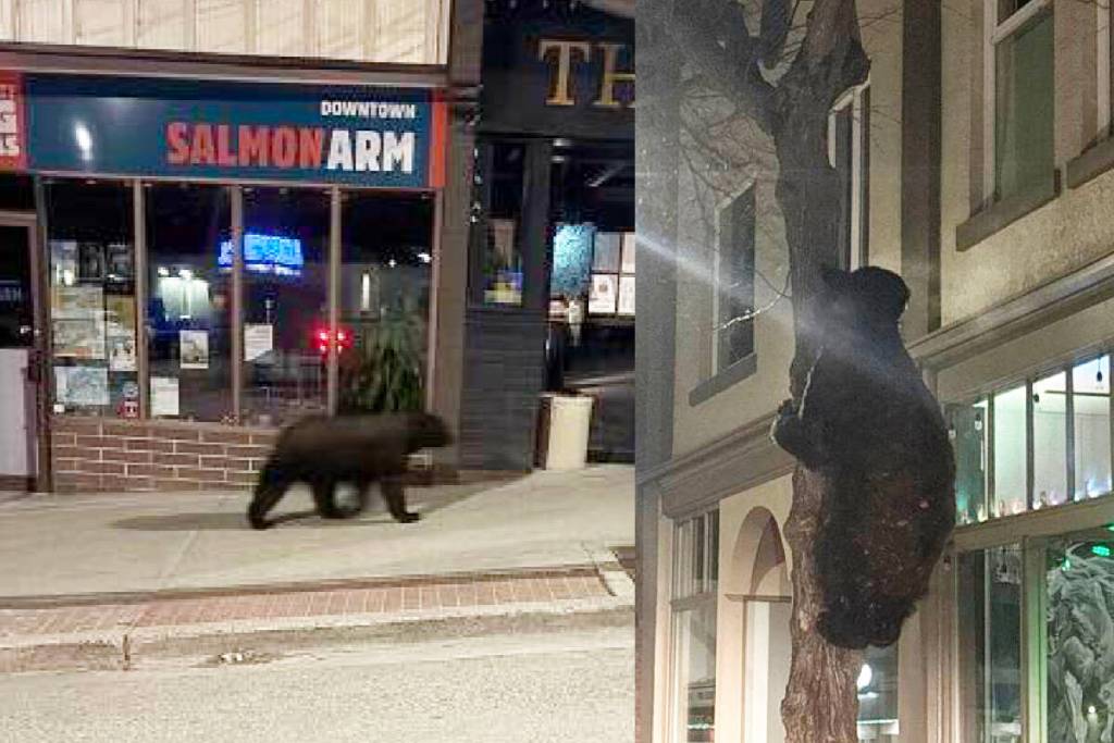 Salmon Arm RCMP spotted this bear roaming the downtown on March 28, 2026. (RCMP photos)