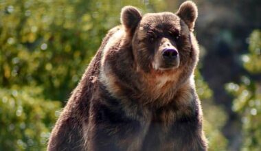 BC Conservation Officer Service confirms no continued threat to public safety. (Black Press file)