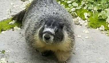 Fairmont Empress Hotel gardener Alex Buck says resident yellow-bellied marmot Roger is the unofficial boss of his team. (Courtesy of Alex Buck)