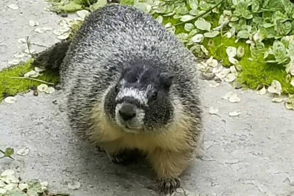Fairmont Empress Hotel gardener Alex Buck says resident yellow-bellied marmot Roger is the unofficial boss of his team. (Courtesy of Alex Buck)