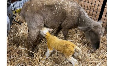 The Farm Friendz area at the Cloverdale Country Fair welcomed &ldquo;Clover,&rdquo; a Texel cross sheep, in 2025. This year Farm Friendz is expanding with two new attractions. (Photo: Rick Hugh/Submitted to the Cloverdale Reporter)