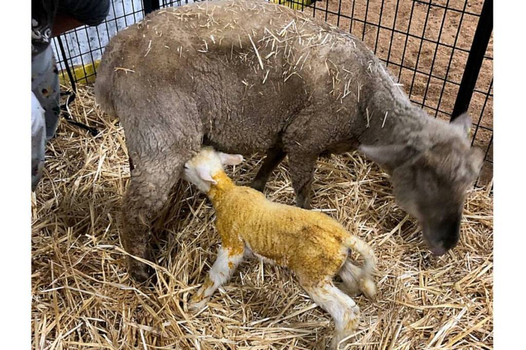 The Farm Friendz area at the Cloverdale Country Fair welcomed &ldquo;Clover,&rdquo; a Texel cross sheep, in 2025. This year Farm Friendz is expanding with two new attractions. (Photo: Rick Hugh/Submitted to the Cloverdale Reporter)