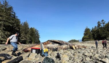 Several necropsies, such as the one pictured from the Bamfield area, have been performed on grey whales found dead around Vancouver Island in April, 2026. Experts are concerned about the condition the animals are in. (DFO photo)