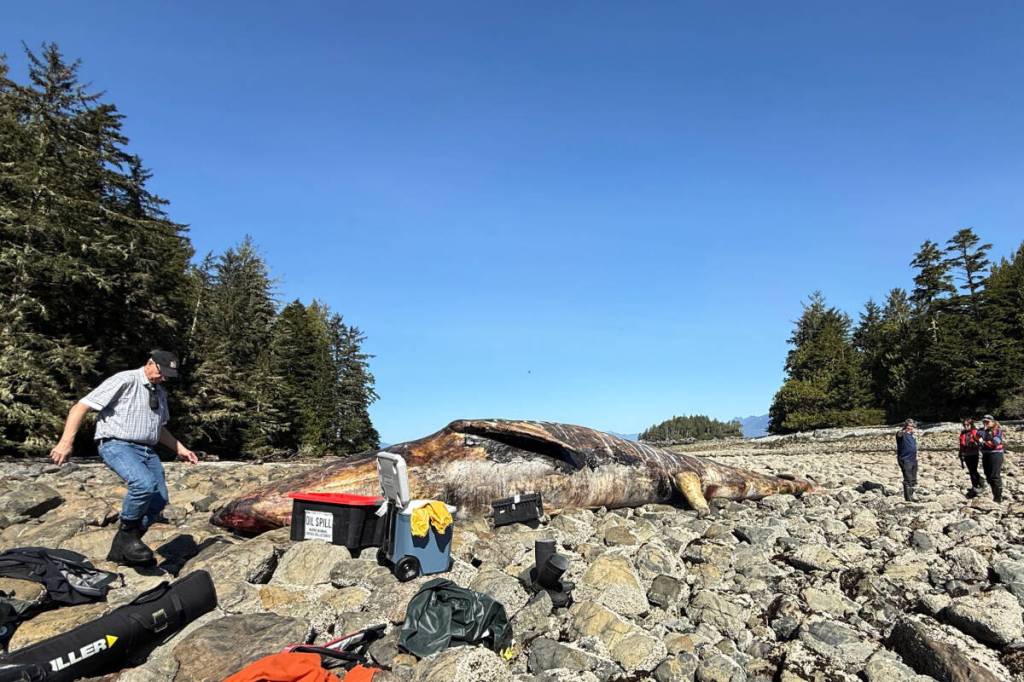 Several necropsies, such as the one pictured from the Bamfield area, have been performed on grey whales found dead around Vancouver Island in April, 2026. Experts are concerned about the condition the animals are in. (DFO photo)