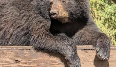 Mimosa, from Dawson Creek.