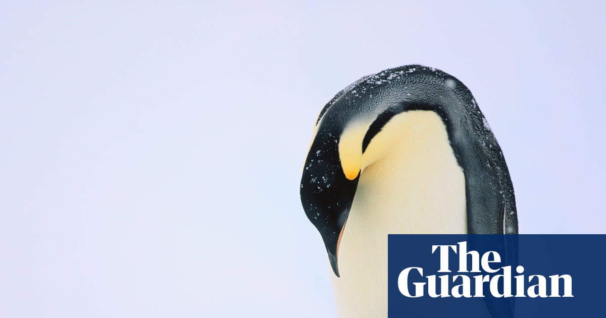 Mass drowning of chicks puts emperor penguins at risk of extinction | Climate crisis