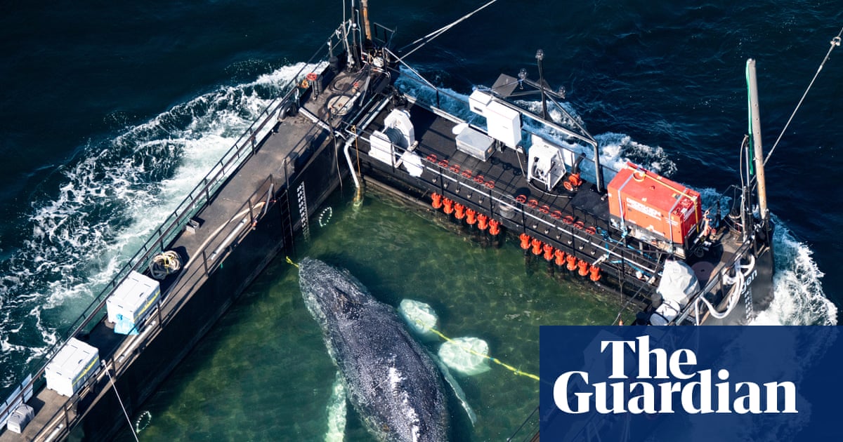 Timmy the whale rescue attempt begins off coast of Germany – in pictures - The Guardian