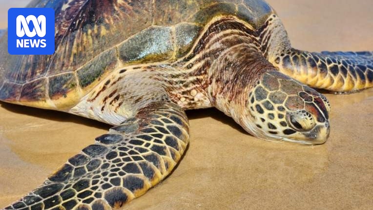 Rescuers save huge sea turtle discovered stranded upside down on Coffs Coast beach