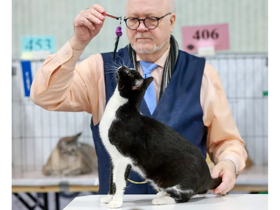  Rob Seliskar judges during the Calgary Cat Show at the Southland Leisure Centre on Saturday.