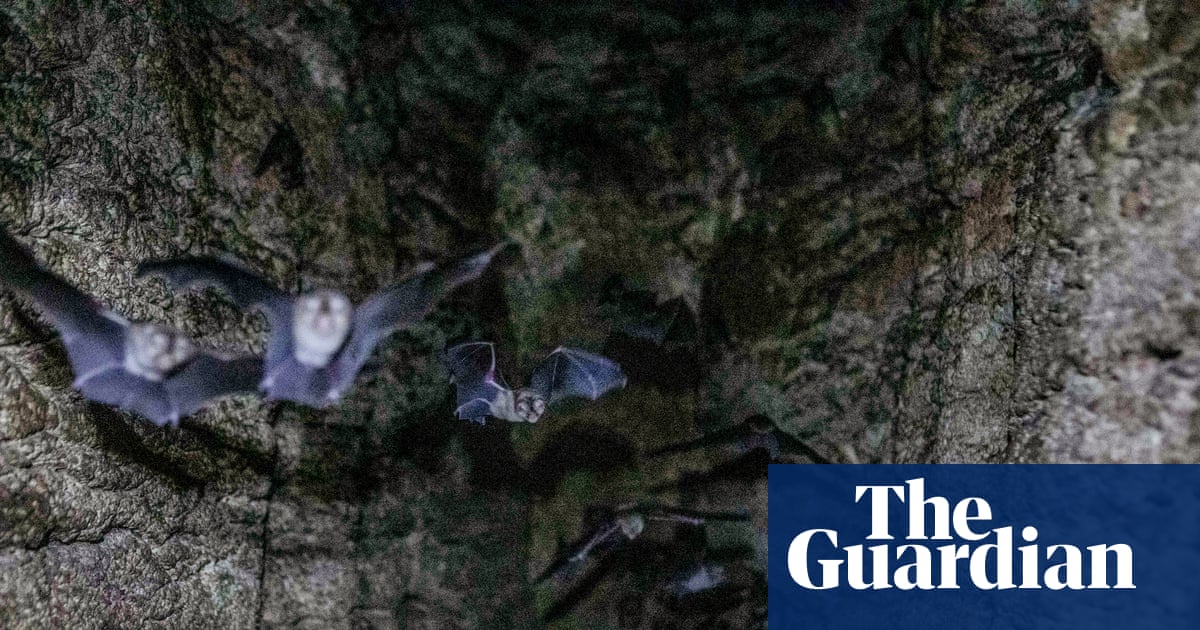 ‘Guano is far more than just droppings’: scientists uncover the secrets of bat poo in Gorongosa park | Conservation and indigenous people