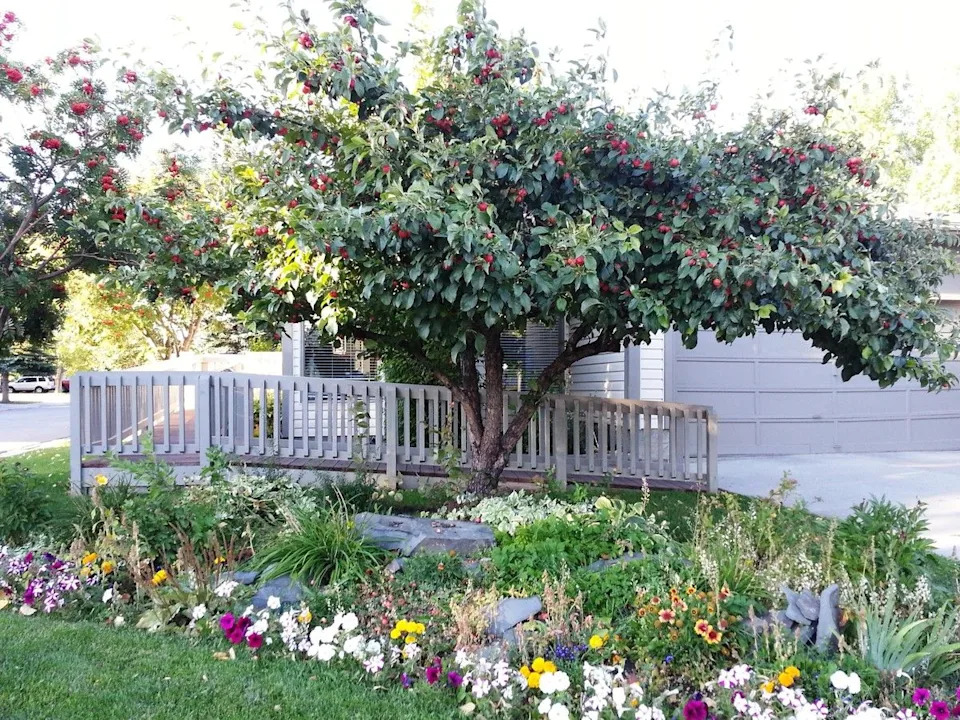 Some varieties of crab apple trees will be available in the Branching Out program this year.