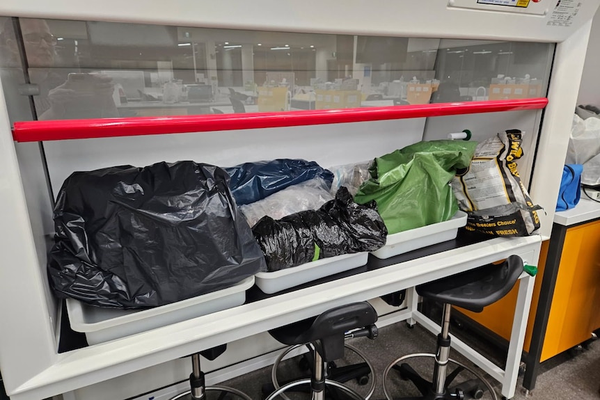 Frozen koalas in bags at Armidale's Natural History Museum