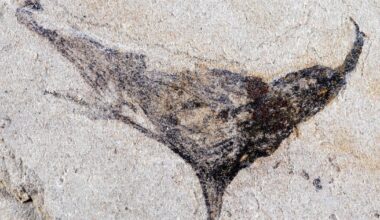 Fossils from China show complex life evolved millions of years earlier than once thought - CTV News
