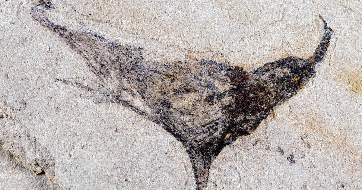 Fossils from China show complex life evolved millions of years earlier than once thought - CTV News