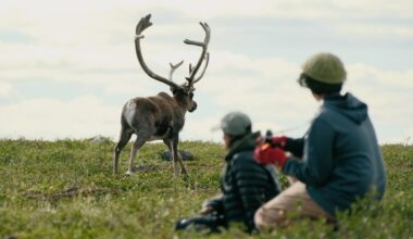 As caribou mysteriously vanish from the NWT, Dene researchers hunt for answers across the frozen tundra