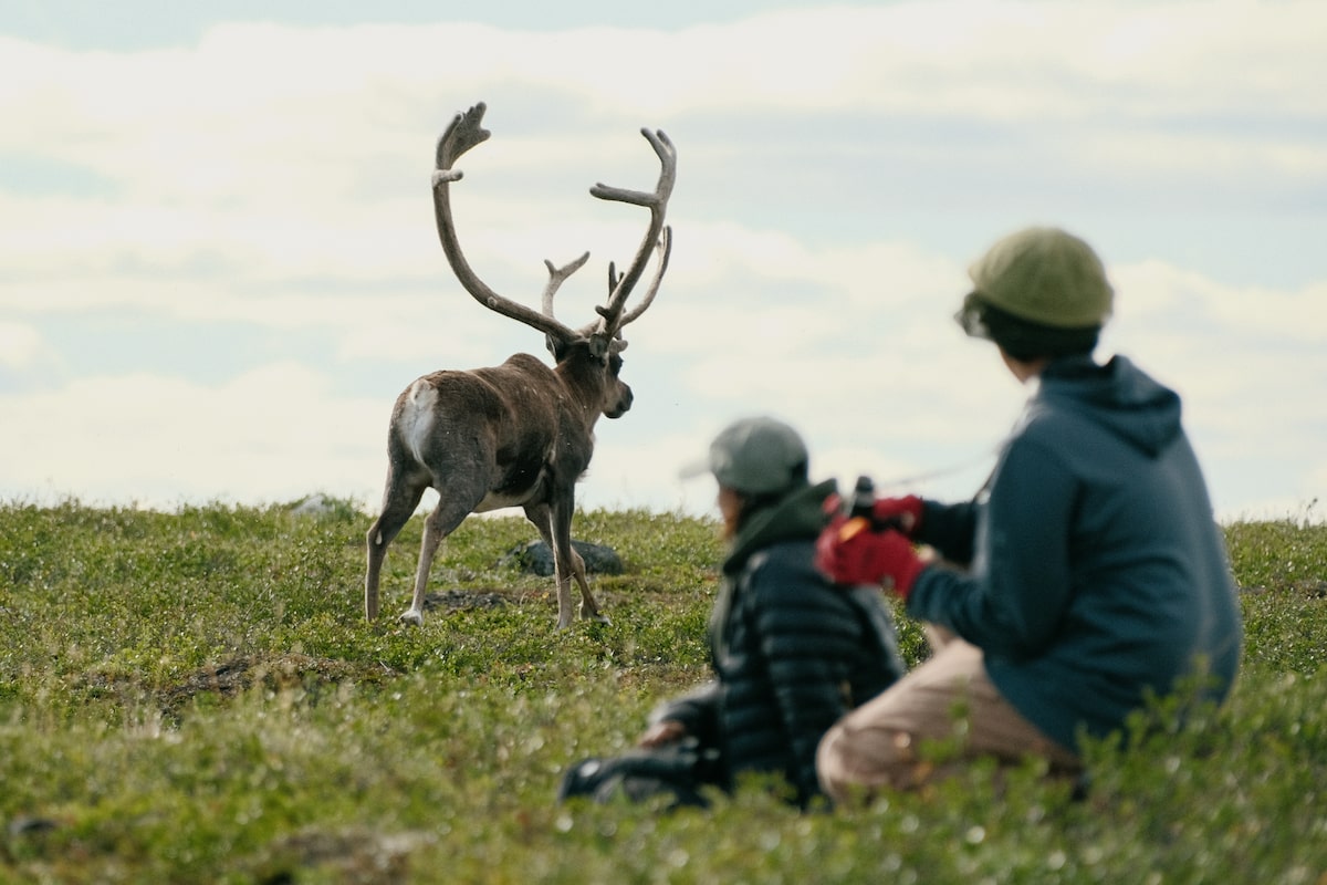 As caribou mysteriously vanish from the NWT, Dene researchers hunt for answers across the frozen tundra