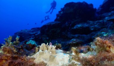 Bleached coral is visible at the Flower Garden Banks National Marine Sanctuary, off the coast of Galveston, Texas, in the Gulf of Mexico.