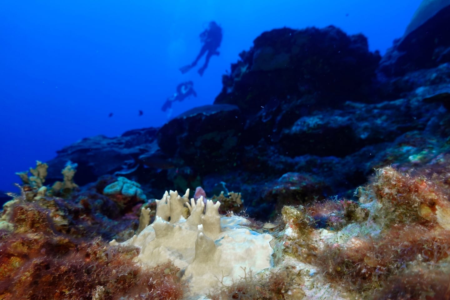 Bleached coral is visible at the Flower Garden Banks National Marine Sanctuary, off the coast of Galveston, Texas, in the Gulf of Mexico.