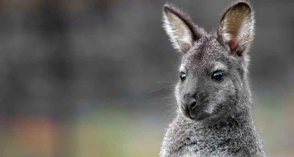 animals, wholesome, geobeats