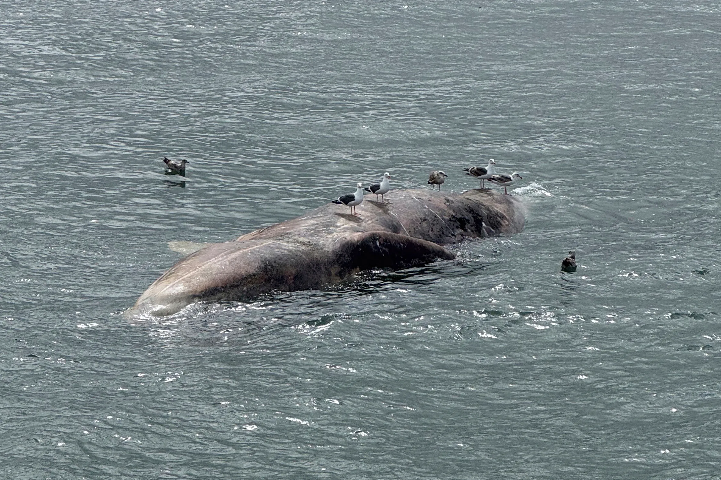 Seagulls standing on a dead whale floating in the San Francisco Bay.