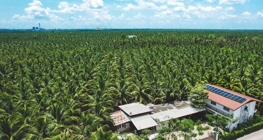 Rows of coconut trees blanket the farm in Ratchaburi.