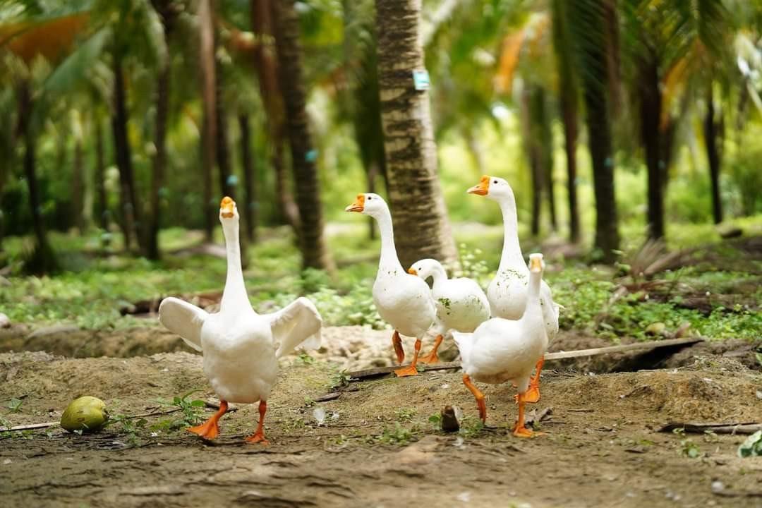 left Geese roam between the trees at the farm.