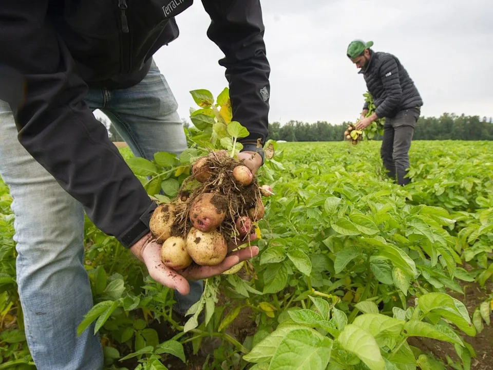  A file photo shows early potatoes grown on a field in Campbell Heights in Surrey.