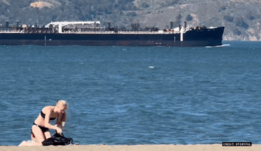 Mystery of dead whales in San Francisco Bay raises alarm