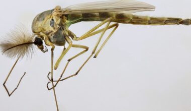 what are they and how long do they live?
