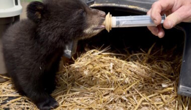 Quarry approval threatens Manitoba's only black bear rescue - SteinbachOnline.com