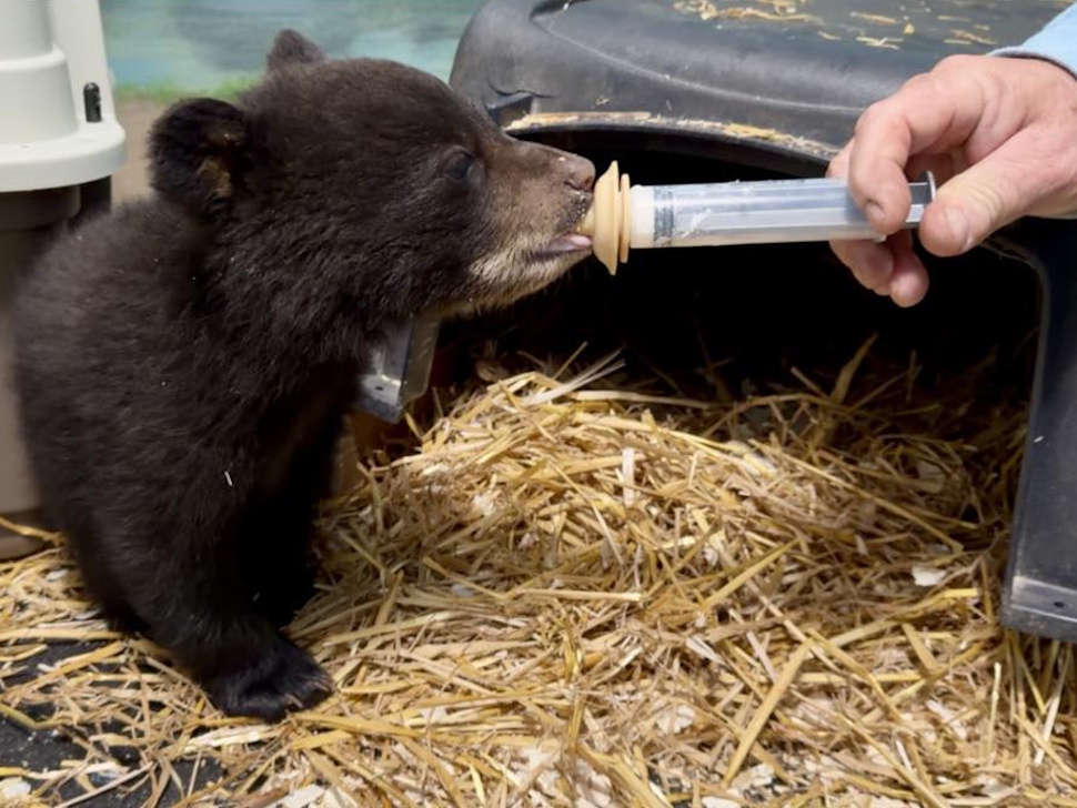 Quarry approval threatens Manitoba's only black bear rescue - SteinbachOnline.com