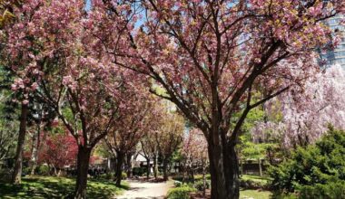 This Japanese-inspired Ontario park has epic cherry blossoms