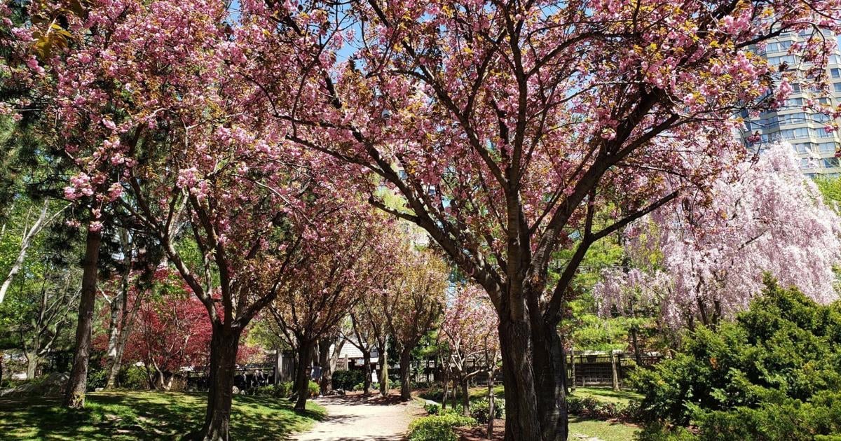 This Japanese-inspired Ontario park has epic cherry blossoms