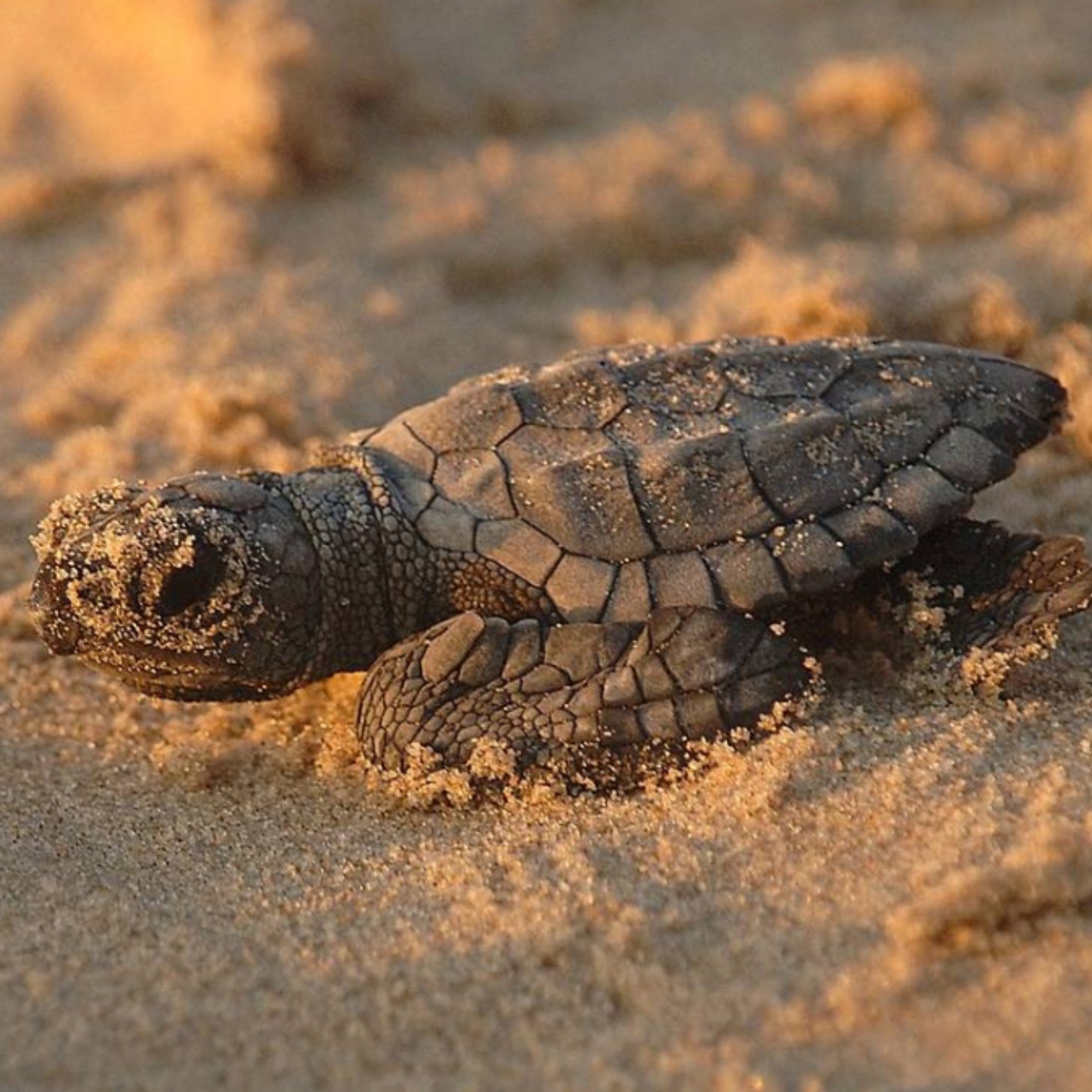 A Kemp's ridley sea turtle hatchling crawling through the sand