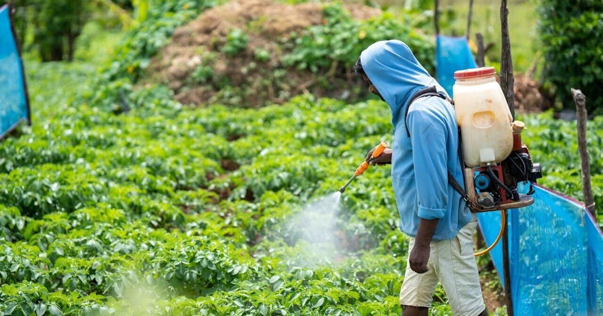 Pesticides on produce may play role in lung cancer in non-smokers | Health