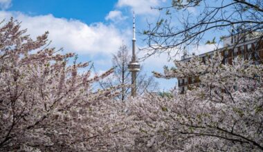 Everything to know before chasing cherry blossoms in Toronto